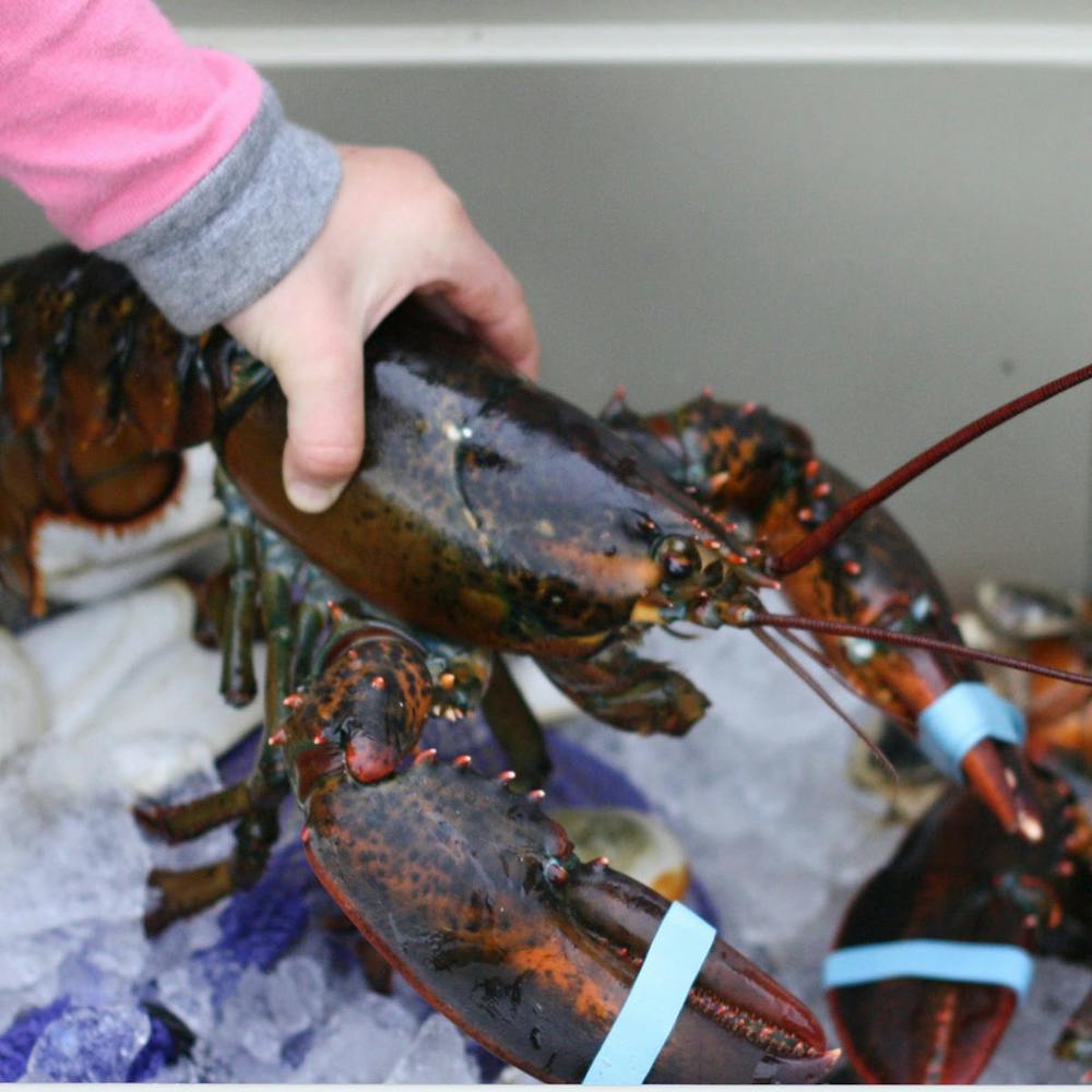 15-lb-lobsters-4-pack.e392ab2edeac5316d6a20990ef1db9a9