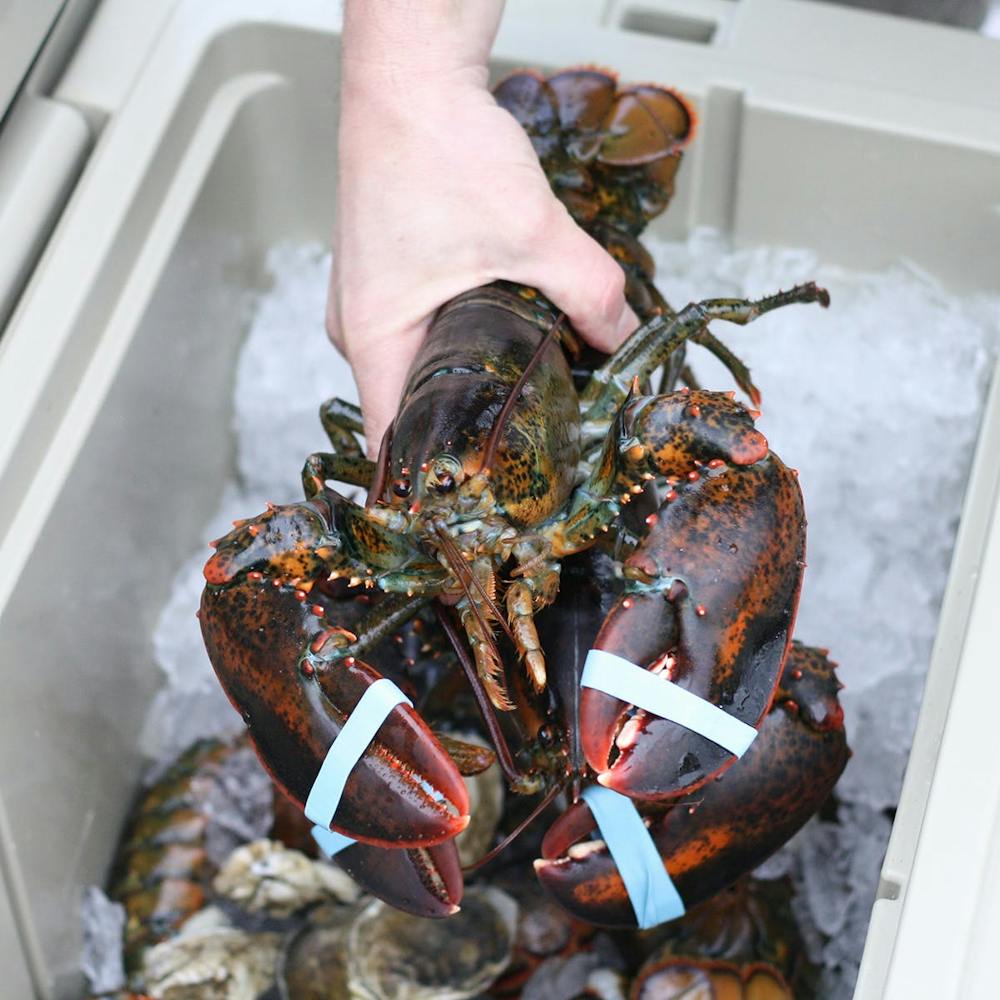2-lb-lobsters-4-pack.99c3142221ea7fef1867555a0b6e5b99