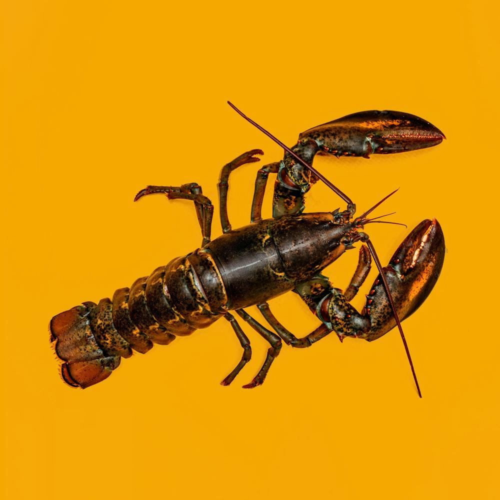 AquaBest-Live-Lobster