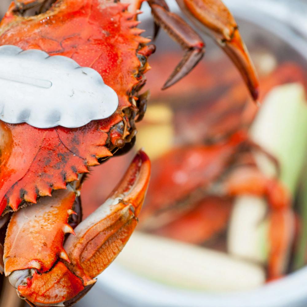 Harbour-House-Crabs-Maryland-Steam-Crab