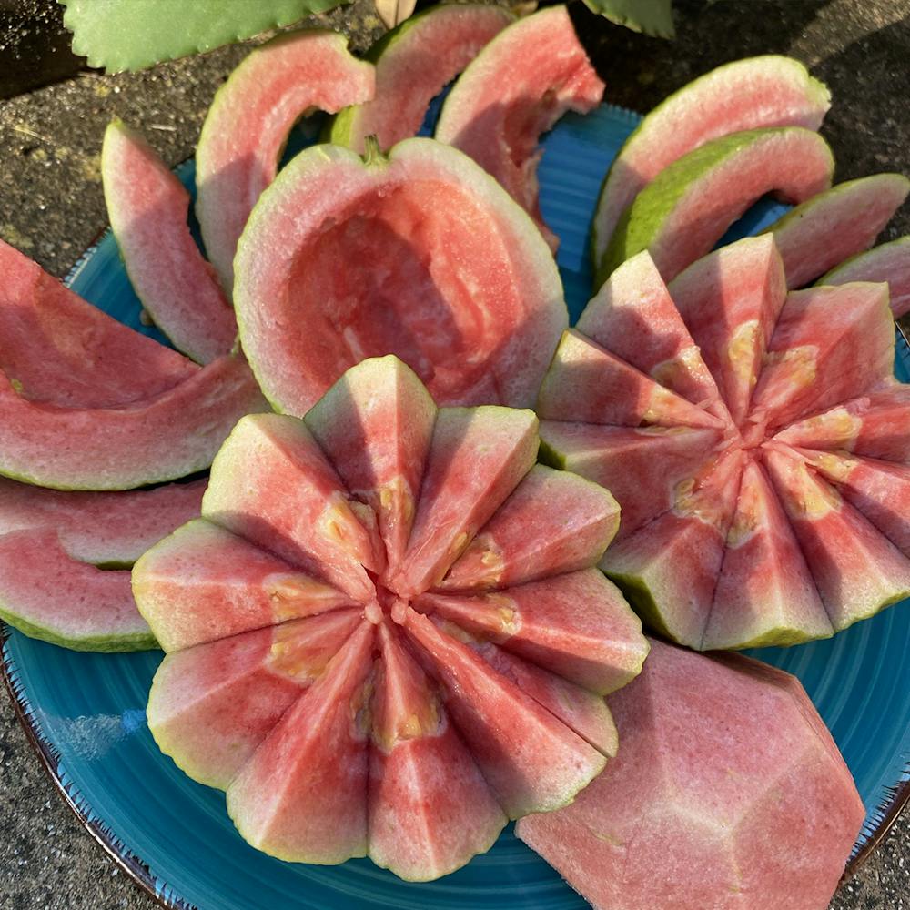 Miami-Fruit-Watermelon-Guava-Box-1
