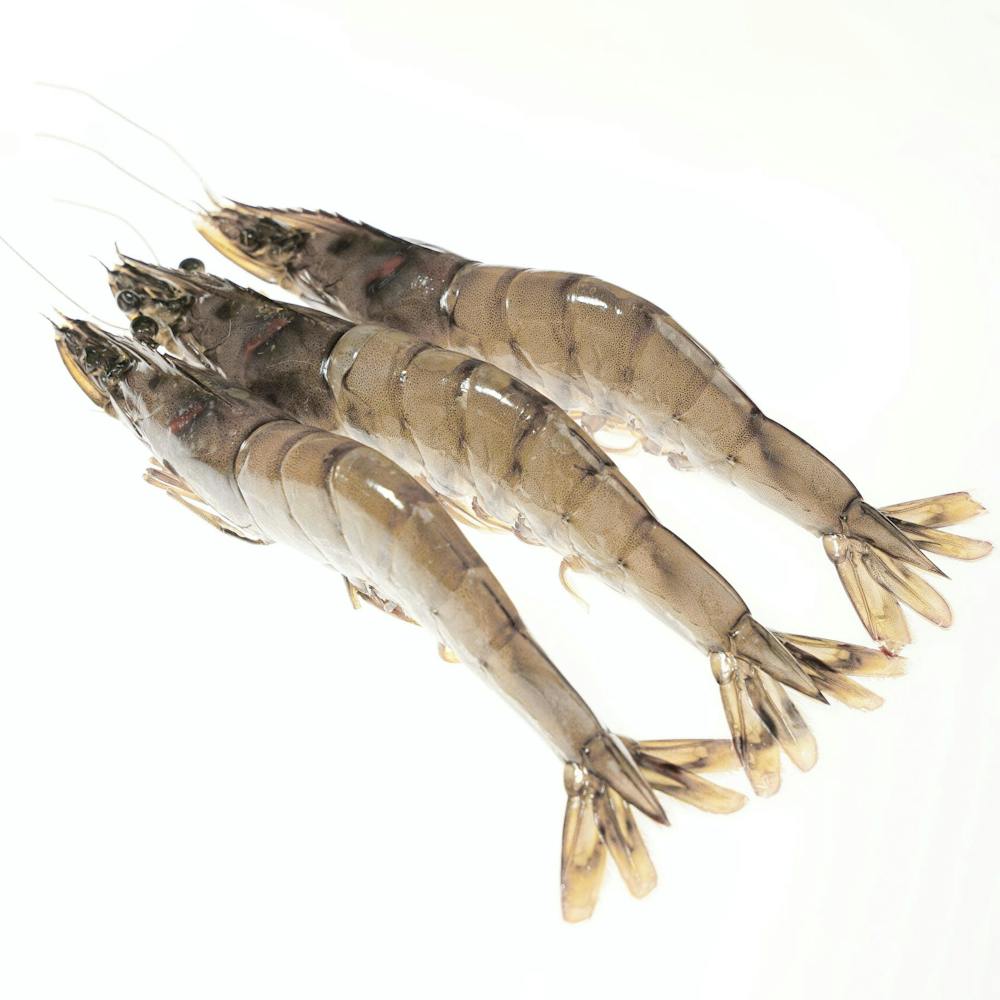 kauai-sweet-prawns-u8-u12.1bc97bb24cc1d691dfc9e3101a2d933c