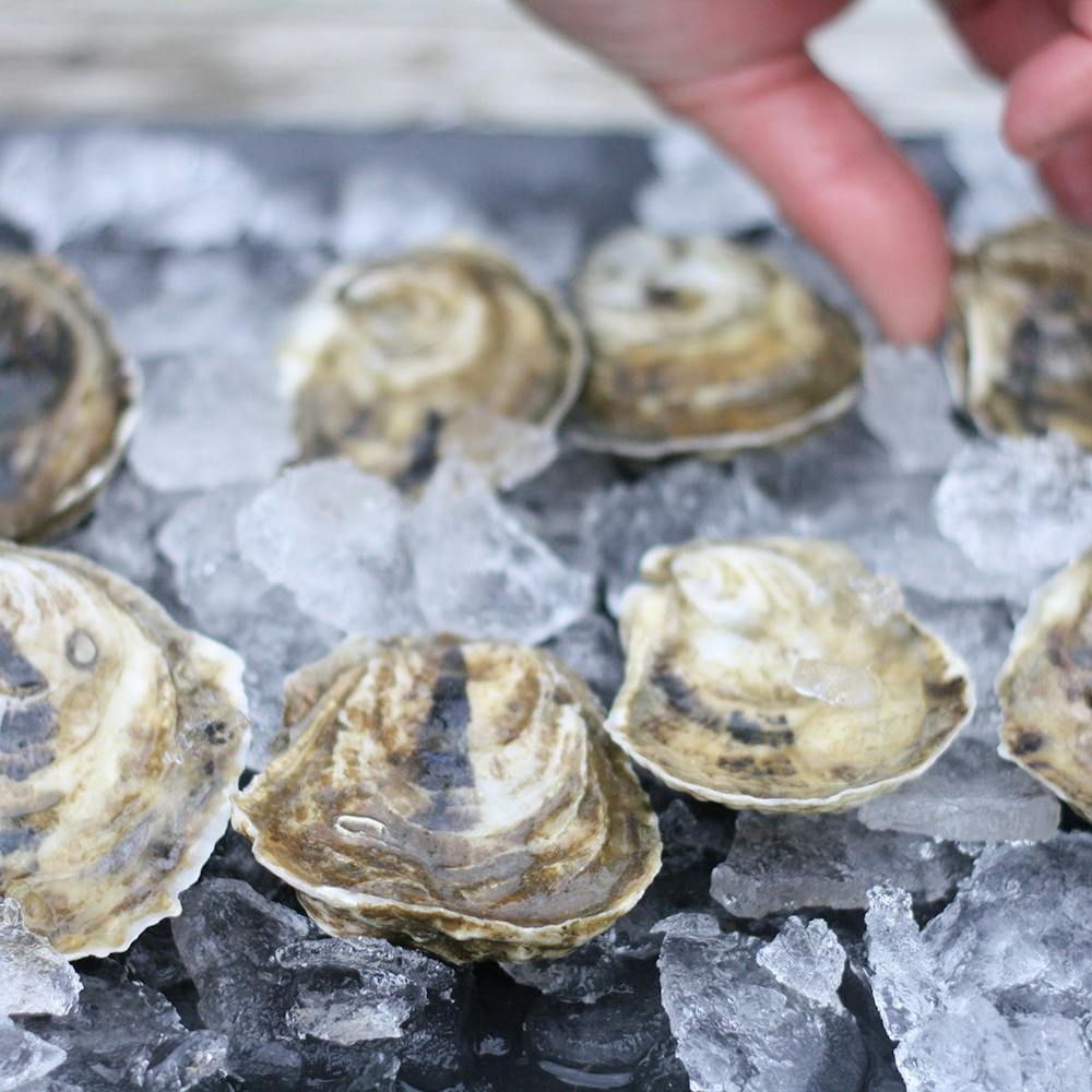 wellfleet-oysters-100-pack.4b5e63470901ddd4180ccdd48d69527a
