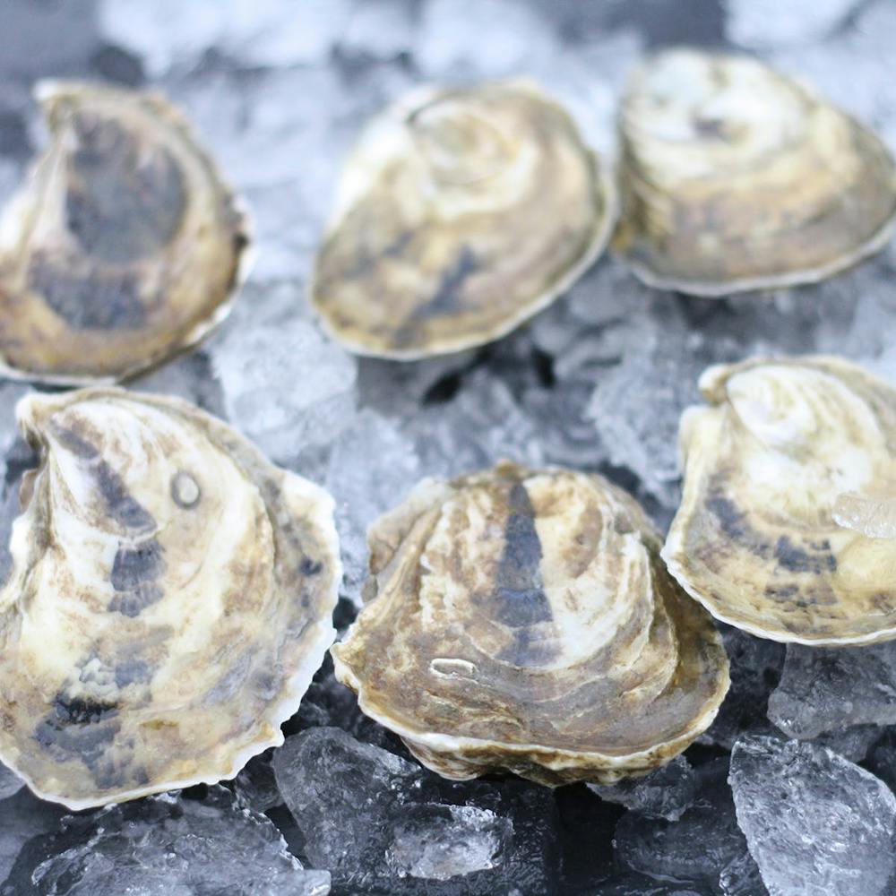 wellfleet-oysters-50-pack.3e9f52dac2f156205913bc7fae48ec0c